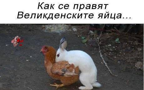 Фото куката Фото куката
