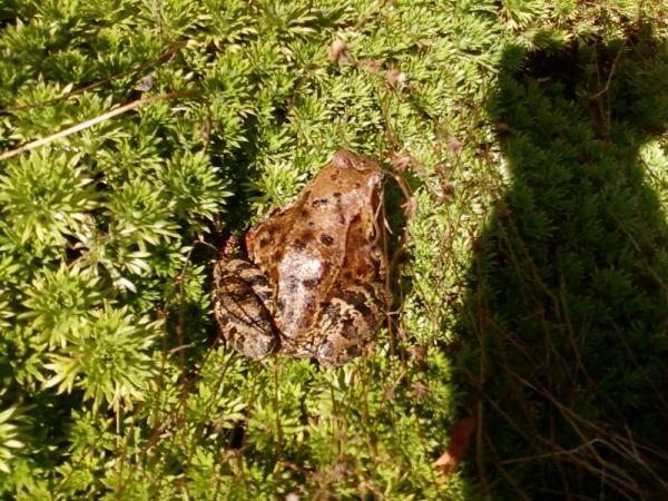 Фото МОРСКАЯ ЧАЙКА НАД ВОЛНОЙ Фото МОРСКАЯ ЧАЙКА НАД ВОЛНОЙ