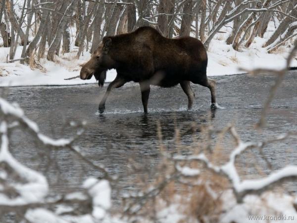 Фото Лось Из-Лосефермы Фото Лось Из-Лосефермы