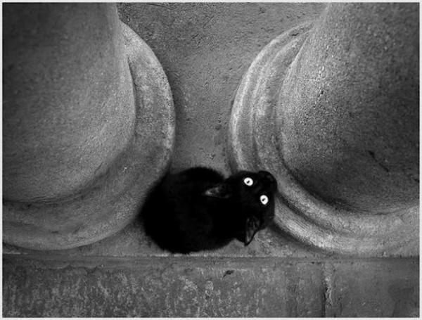 Фото Black_Cat Фото Black_Cat