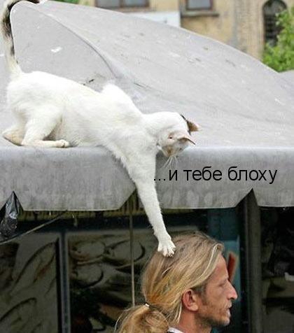Фото Ильмира Гилимшина: Кот мстит хозяину Фото Ильмира Гилимшина: Кот мстит хозяину