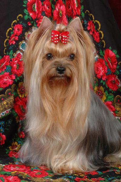 Фото Бобрик2009