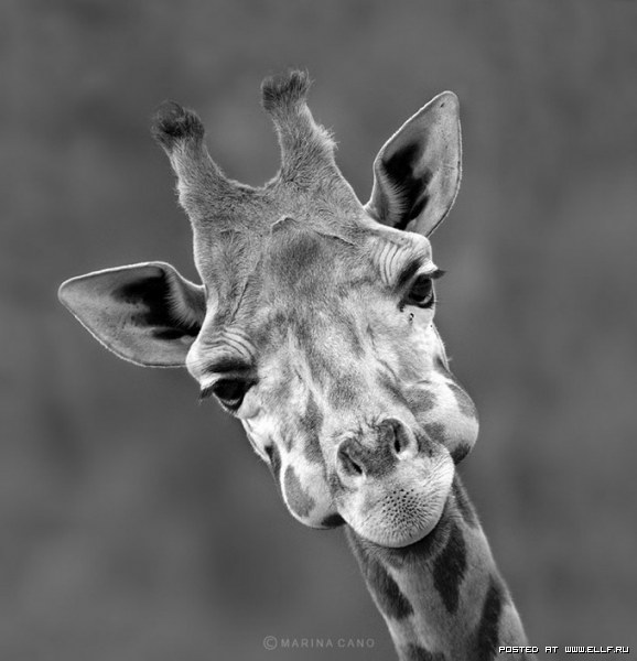 Фото giraffe Фото giraffe