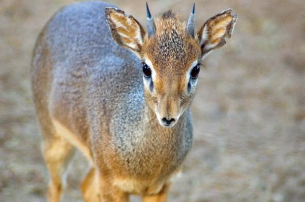 Фото Огонёк/